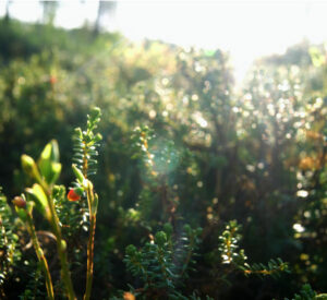 Bilutleie & leiebil Härjedalen Sveg lufthavn