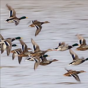 Bilutleie & leiebil Ronneby lufthavn