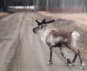 Leiebil & bilutleie i Lycksele