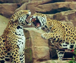 Leiebil & bilutleie i Eskilstuna