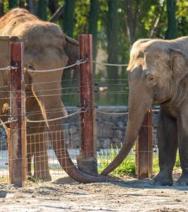 Leiebil & bilutleie i İzmir