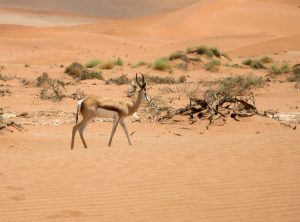 Billig bilutleie & leiebil i Namibia