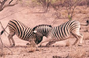 Bilutleie & leiebil Windhoek Airport