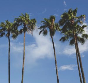 Bilutleie & leiebil Orlando Airport