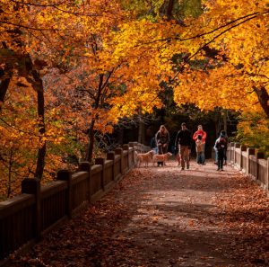 Bilutleie & leiebil i Illinois