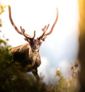 Leiebil & bilutleie i Gällivare