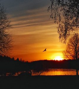 Bilutleie & leiebil Vasa lufthavn