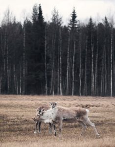 Bilutleie & leiebil Lycksele lufthavn