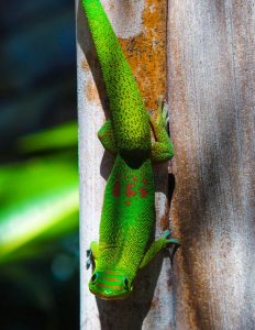 Leiebil & bilutleie i Saint-Denis