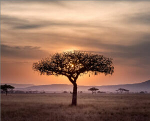 Leiebil & bilutleie i Queenstown